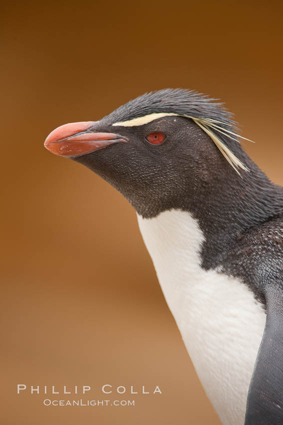 Rockhopper penguin portrait, showing the yellowish plume feathers that extend behind its red eye in adults.  The western rockhopper penguin stands about 23" high and weights up to 7.5 lb, with a lifespan of 20-30 years. New Island, Falkland Islands, United Kingdom, Eudyptes chrysocome, Eudyptes chrysocome chrysocome, natural history stock photograph, photo id 23739