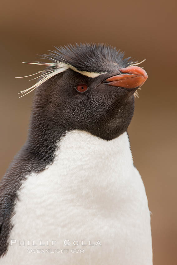 Rockhopper penguin portrait, showing the yellowish plume feathers that extend behind its red eye in adults.  The western rockhopper penguin stands about 23" high and weights up to 7.5 lb, with a lifespan of 20-30 years. New Island, Falkland Islands, United Kingdom, Eudyptes chrysocome, Eudyptes chrysocome chrysocome, natural history stock photograph, photo id 23737
