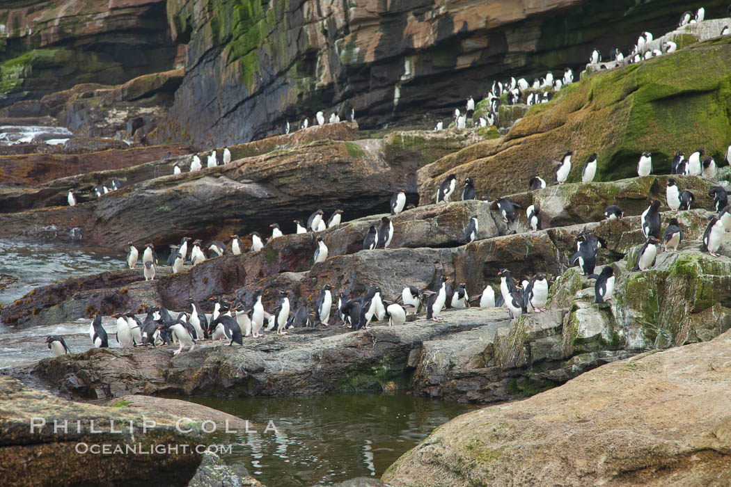 Rockhopper penguins, on rocky coastline of New Island in the Falklands.  True to their name, rockhopper penguins scramble over the rocky intertidal zone and up steep hillsides to reach their nesting colonies which may be hundreds of feet above the ocean, often jumping up and over rocks larger than themselves.  Rockhopper penguins reach 23" and 7.5lb in size, and can live 20-30 years.  They feed primarily on feed on krill, squid, octopus, lantern fish, molluscs, plankton, cuttlefish, and crustaceans. Falkland Islands, United Kingdom, Eudyptes chrysocome, Eudyptes chrysocome chrysocome, natural history stock photograph, photo id 23742