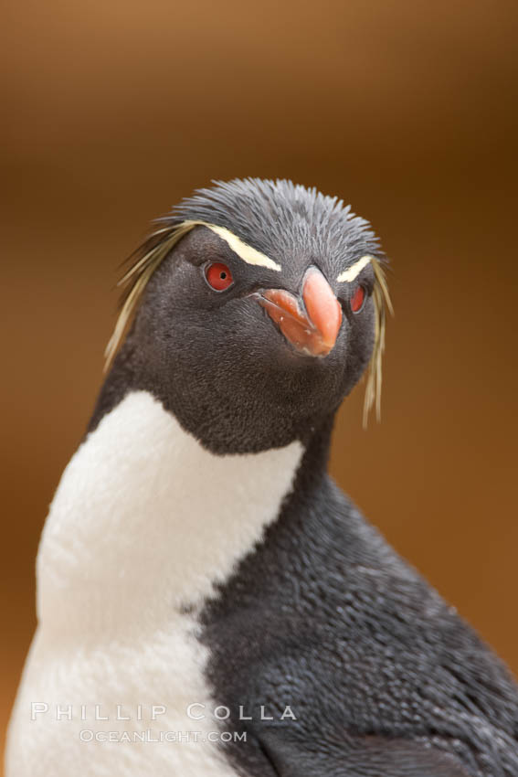 Rockhopper penguin portrait, showing the yellowish plume feathers that extend behind its red eye in adults.  The western rockhopper penguin stands about 23" high and weights up to 7.5 lb, with a lifespan of 20-30 years. New Island, Falkland Islands, United Kingdom, Eudyptes chrysocome, Eudyptes chrysocome chrysocome, natural history stock photograph, photo id 23740