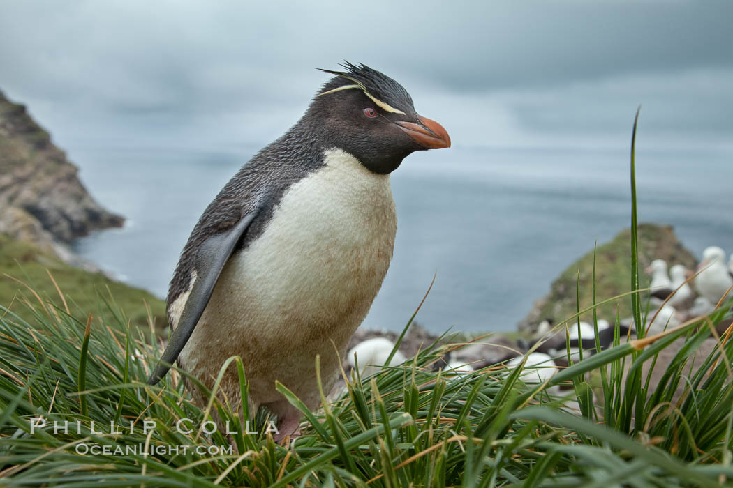 Western rockhopper penguin, standing atop tussock grass near a rookery of black-browed albatross. Westpoint Island, Falkland Islands, United Kingdom, Eudyptes chrysocome, natural history stock photograph, photo id 23932