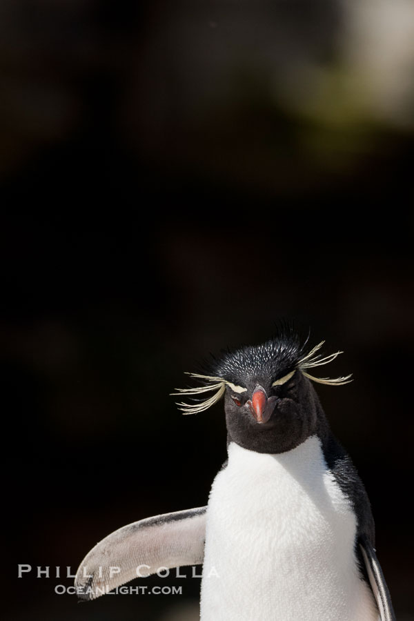 Rockhopper penguin., natural history stock photograph, photo id 23826