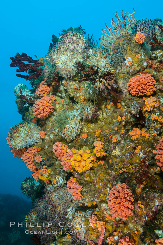 Rocky Reef and Invertebrate Life, Corals and Gorgonians, Mike's Reef, Sea of Cortez. Baja California, Mexico, natural history stock photograph, photo id 32566