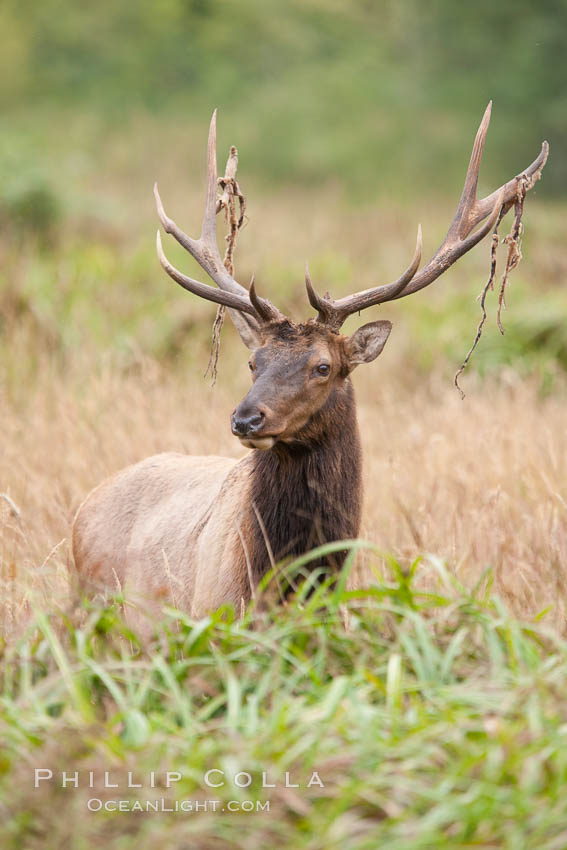 Roosevelt elk, adult bull male with large antlers.  This bull elk has recently shed the velvet that covers its antlers. While an antler is growing, it is covered with highly vascular skin called velvet, which supplies oxygen and nutrients to the growing bone; once the antler has achieved its full size, the velvet is lost and the antler's bone dies. This dead bone structure is the mature antler, which is itself shed after each mating season. Roosevelt elk grow to 10' and 1300 lb, eating grasses, sedges and various berries, inhabiting the coastal rainforests of the Pacific Northwest. Redwood National Park, California, USA, Cervus canadensis roosevelti, natural history stock photograph, photo id 25907