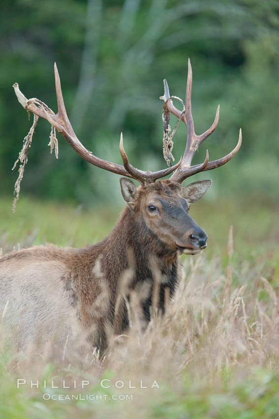 Roosevelt elk, adult bull male with large antlers.  Roosevelt elk grow to 10' and 1300 lb, eating grasses, sedges and various berries, inhabiting the coastal rainforests of the Pacific Northwest. Redwood National Park, California, USA, Cervus canadensis roosevelti, natural history stock photograph, photo id 25885