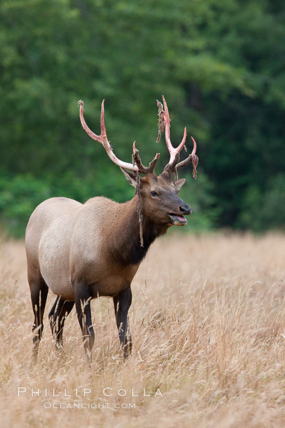 Roosevelt elk, adult bull male with large antlers.  Roosevelt elk grow to 10' and 1300 lb, eating grasses, sedges and various berries, inhabiting the coastal rainforests of the Pacific Northwest. Redwood National Park, California, USA, Cervus canadensis roosevelti, natural history stock photograph, photo id 25897