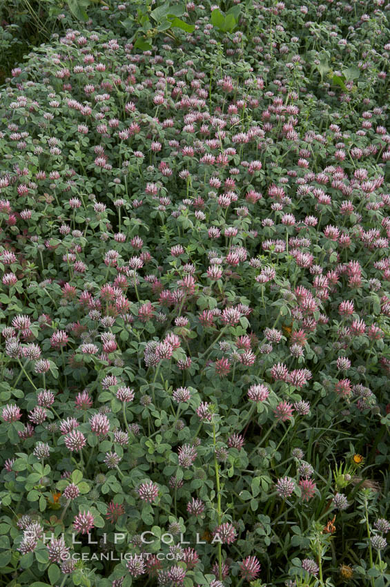 Rose clover blooms in spring. Carlsbad, California, USA, Trifolium hirtum, natural history stock photograph, photo id 11454