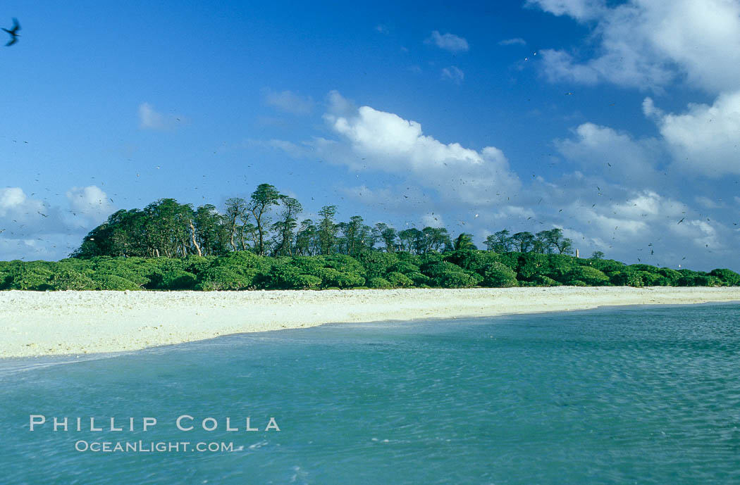 Rose islet and Pisonia trees. Rose Atoll National Wildlife Sanctuary, American Samoa, USA, natural history stock photograph, photo id 00830