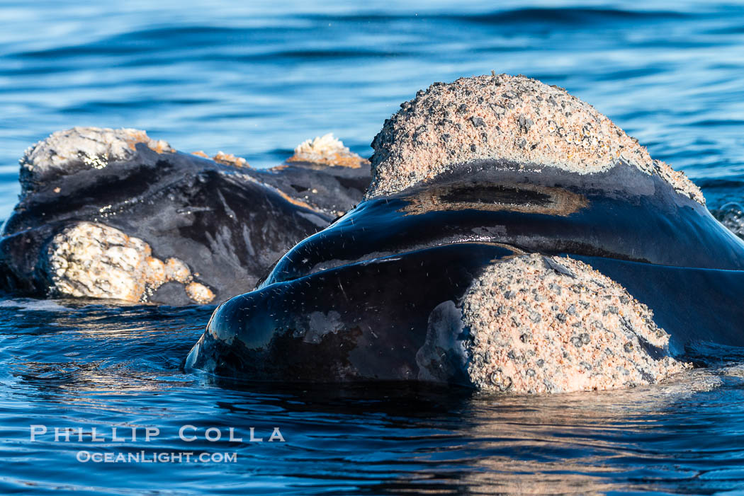 Rostrum and callosities of southern right whale, Eubalaena australis. Whale lice can be seen attached to the collosities, which are patches of thickened keratinized tissue, like calluses (thus the name).  The pattern of callosities on a right whale are unique and serve as a way to identify individuals throughout their lifetime. Puerto Piramides, Chubut, Argentina, Eubalaena australis, natural history stock photograph, photo id 38450