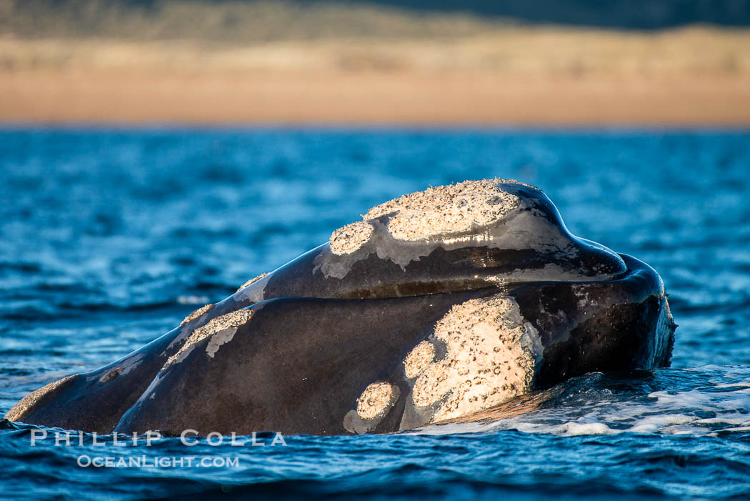 Rostrum and callosities of southern right whale, Eubalaena australis. Whale lice can be seen attached to the collosities, which are patches of thickened keratinized tissue, like calluses (thus the name).  The pattern of callosities on a right whale are unique and serve as a way to identify individuals throughout their lifetime. Puerto Piramides, Chubut, Argentina, Eubalaena australis, natural history stock photograph, photo id 38455