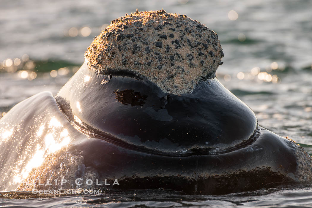 Rostrum and callosities of southern right whale, Eubalaena australis. Whale lice can be seen attached to the collosities, which are patches of thickened keratinized tissue, like calluses (thus the name).  The pattern of callosities on a right whale are unique and serve as a way to identify individuals throughout their lifetime. Puerto Piramides, Chubut, Argentina, Eubalaena australis, natural history stock photograph, photo id 38453