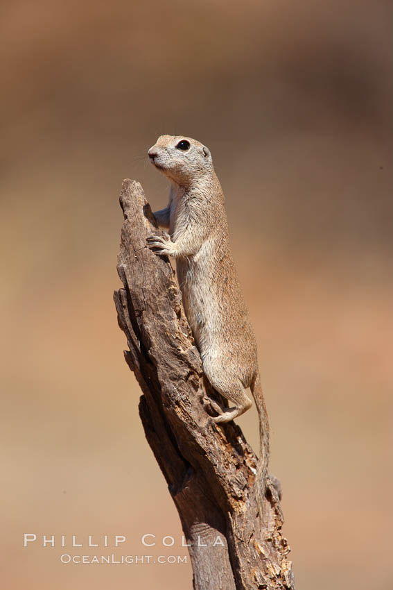 Round-tailed ground squirrel, Spermophilus tereticaudus, Amado, Arizona