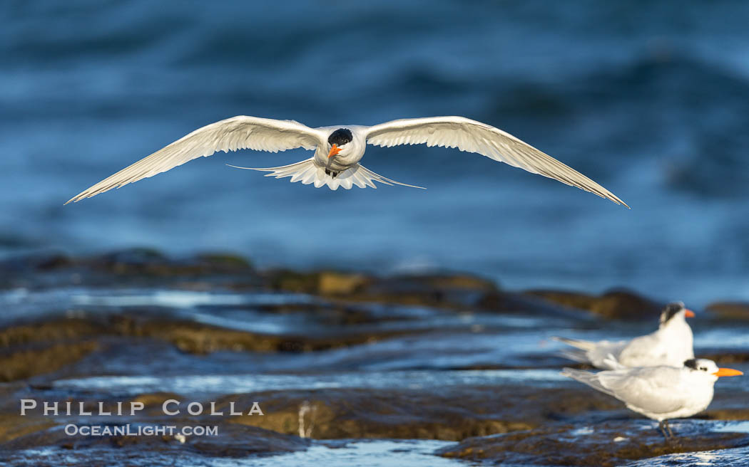 Royal Tern in flight, adult breeding plumage with black head cap, La Jolla. California, USA, Sterna maxima, Thalasseus maximus, natural history stock photograph, photo id 38956