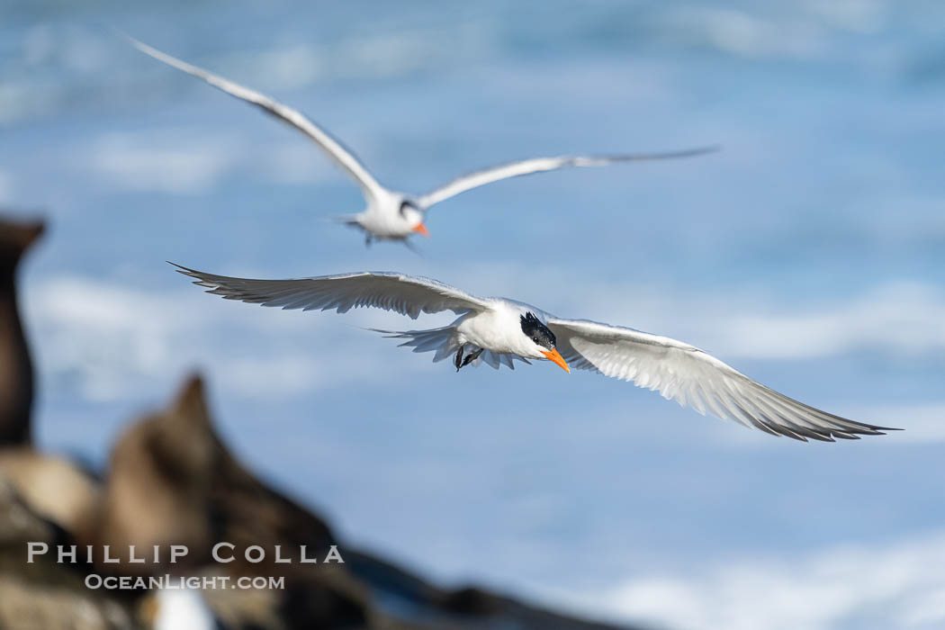 Royal Tern in flight, adult breeding plumage with black head cap, sea lions and waves in the background. La Jolla, California, USA, Sterna maxima, Thalasseus maximus, natural history stock photograph, photo id 40181