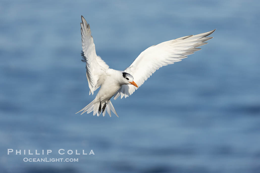 Royal Tern in flight, adult non-breeding plumage, La Jolla. California, USA, Sterna maxima, Thalasseus maximus, natural history stock photograph, photo id 38665