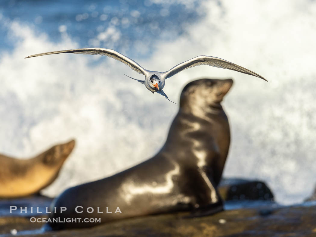 Royal Tern in flight, adult non-breeding plumage, La Jolla. California sea lions in the background. USA, Sterna maxima, Thalasseus maximus, natural history stock photograph, photo id 38961