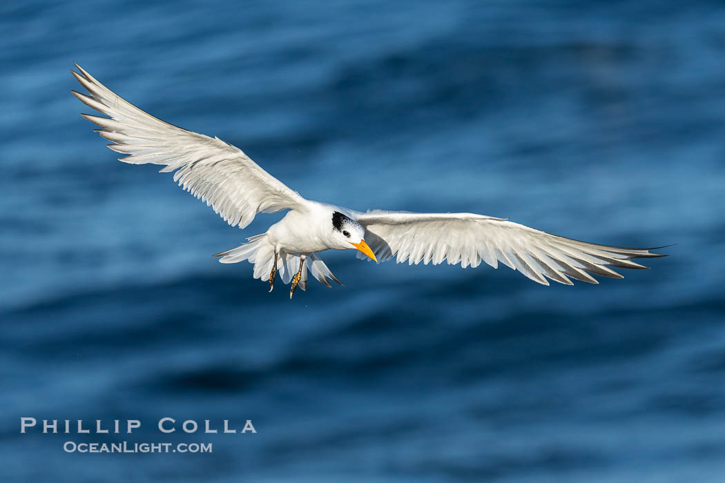 Royal tern in flight, Thalasseus maximus, adult nonbreeding plumage, ocean water in the background, La Jolla., natural history stock photograph, photo id 41438