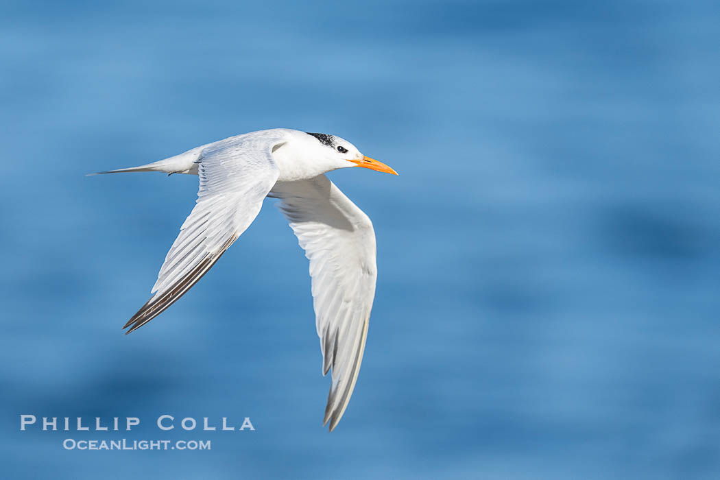 Royal tern in flight, Thalasseus maximus, adult nonbreeding plumage, ocean water in the background, La Jolla., natural history stock photograph, photo id 41436