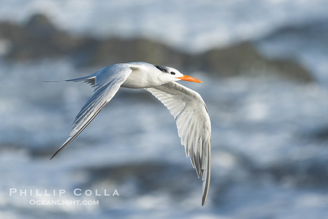 Royal tern in flight, Thalasseus maximus, adult nonbreeding plumage, breaking waves in the background, La Jolla. California, USA, Sterna maxima, Thalasseus maximus, natural history stock photograph, photo id 39779