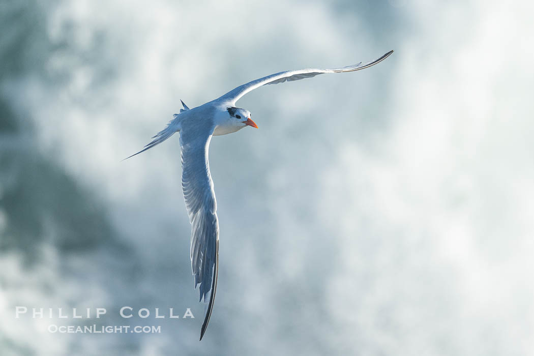 Royal tern in flight, Thalasseus maximus, adult nonbreeding plumage, breaking waves in the background, La Jolla. California, USA, Sterna maxima, Thalasseus maximus, natural history stock photograph, photo id 39777