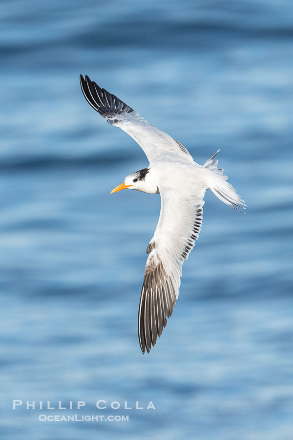 Royal Tern in flight, non-breeding plumage, La Jolla., natural history stock photograph, photo id 41734