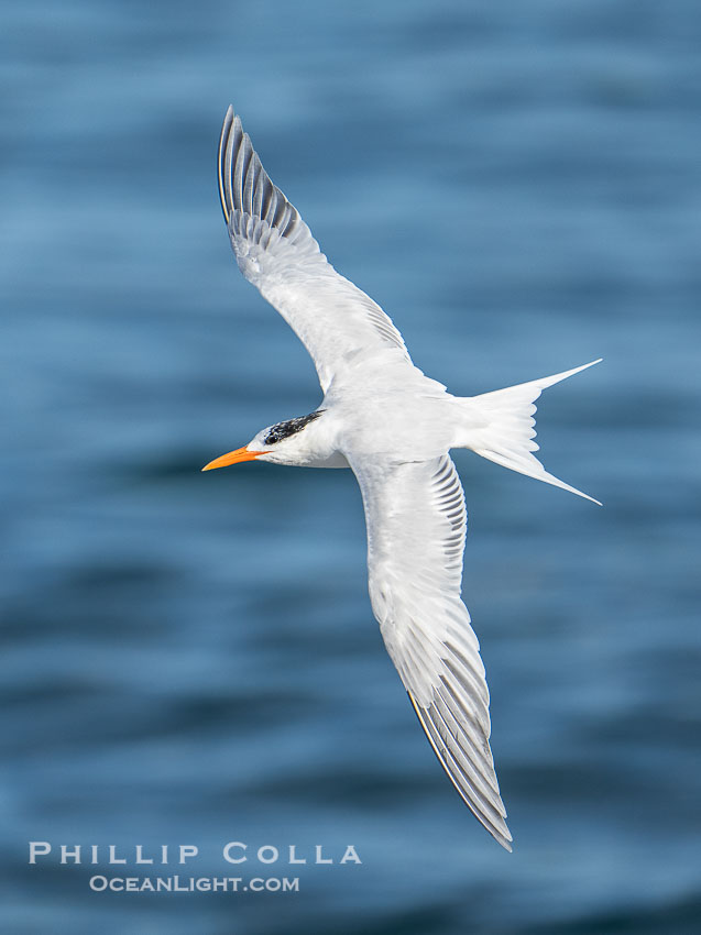 Royal Tern in Flight over the Ocean in La Jolla. California, USA, Sterna maxima, Thalasseus maximus, natural history stock photograph, photo id 40186