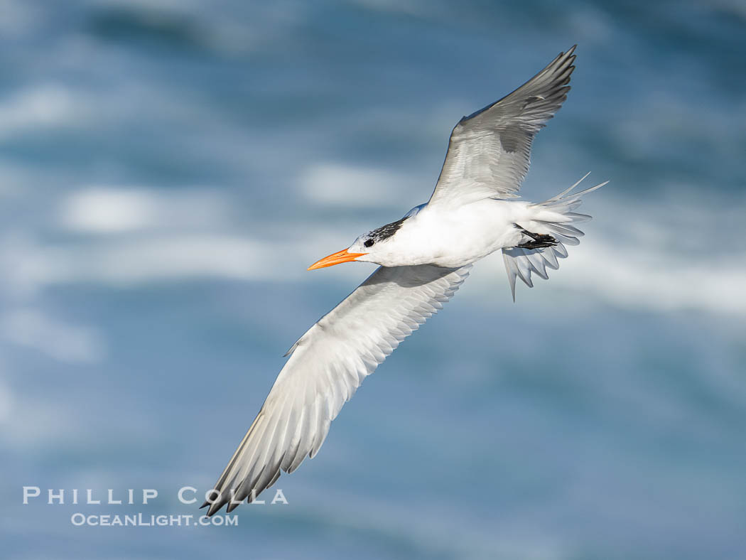 Royal Tern in Flight over the Ocean in La Jolla. California, USA, Sterna maxima, Thalasseus maximus, natural history stock photograph, photo id 40184