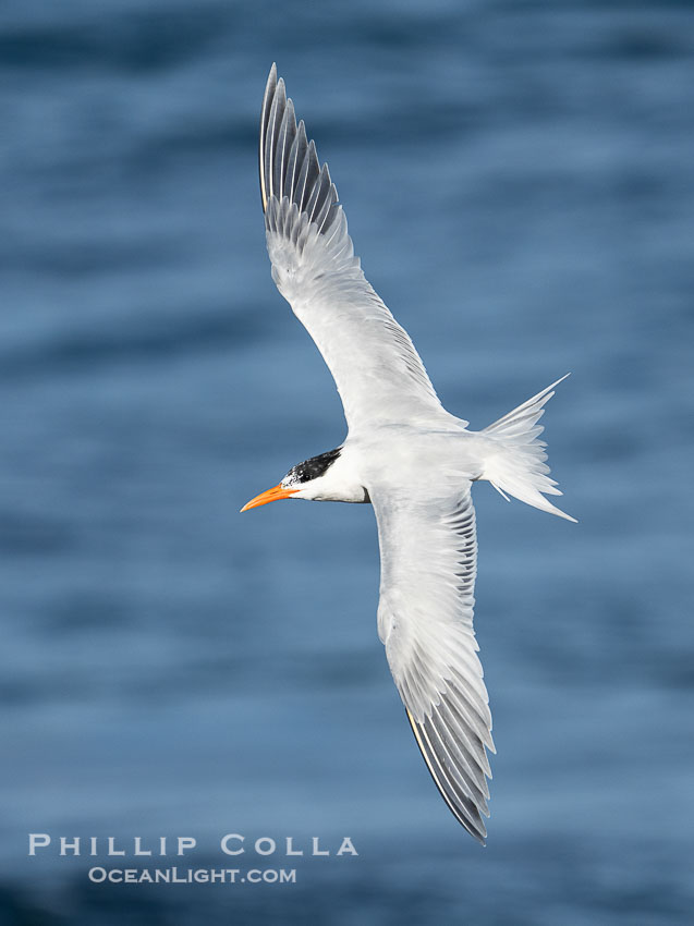 Royal Tern in Flight over the Ocean in La Jolla. California, USA, Sterna maxima, Thalasseus maximus, natural history stock photograph, photo id 40188