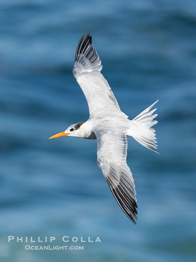 Royal Tern in Flight over the Ocean in La Jolla. California, USA, Sterna maxima, Thalasseus maximus, natural history stock photograph, photo id 40183