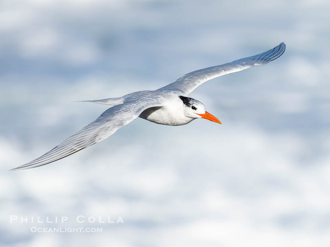 Royal Tern in Flight over the Pacific Ocean., Sterna maxima, Thalasseus maximus, natural history stock photograph, photo id 40040