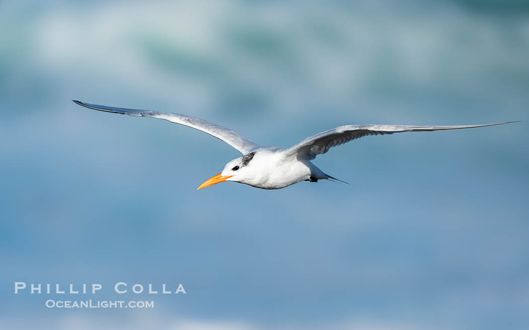Royal Tern in Flight over the Pacific Ocean. La Jolla, California, USA, Sterna maxima, Thalasseus maximus, natural history stock photograph, photo id 40041