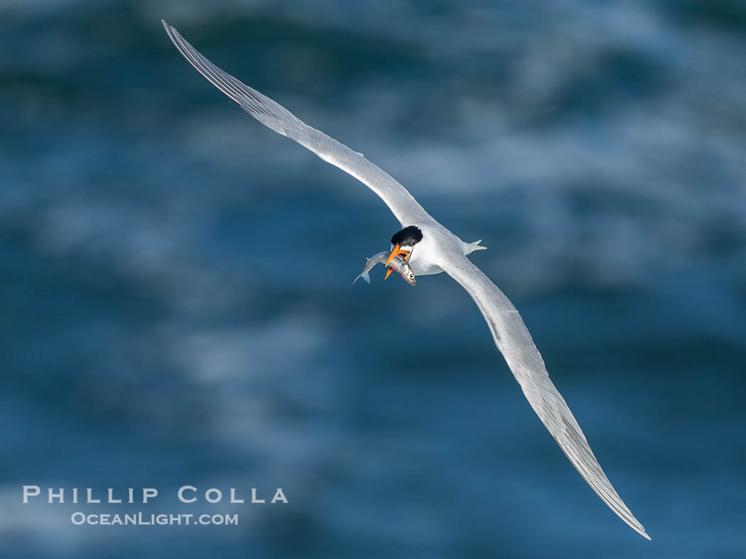 Royal Tern in flight with small fish, adult breeding plumage with black head cap, La Jolla. California, USA, Thalasseus maximus, natural history stock photograph, photo id 40499