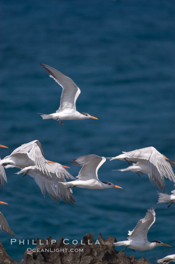 Royal terns. Great Isaac Island, Bahamas, Sterna maxima, Thalasseus maximus, natural history stock photograph, photo id 10822