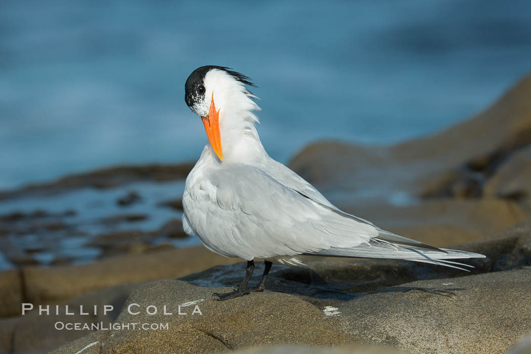 Royal Tern, La Jolla. California, USA, Sterna maxima, Thalasseus maximus, natural history stock photograph, photo id 30398