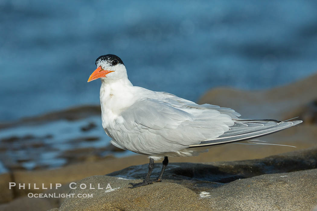 Royal Tern, La Jolla., Sterna maxima, natural history stock photograph, photo id 30402