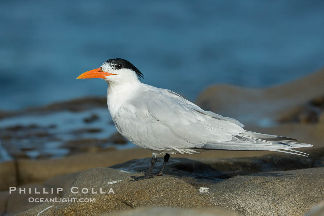 Royal Tern, La Jolla., Sterna maxima, natural history stock photograph, photo id 30400
