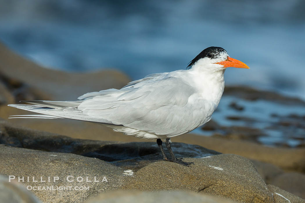 Royal Tern, La Jolla., Sterna maxima, natural history stock photograph, photo id 30407