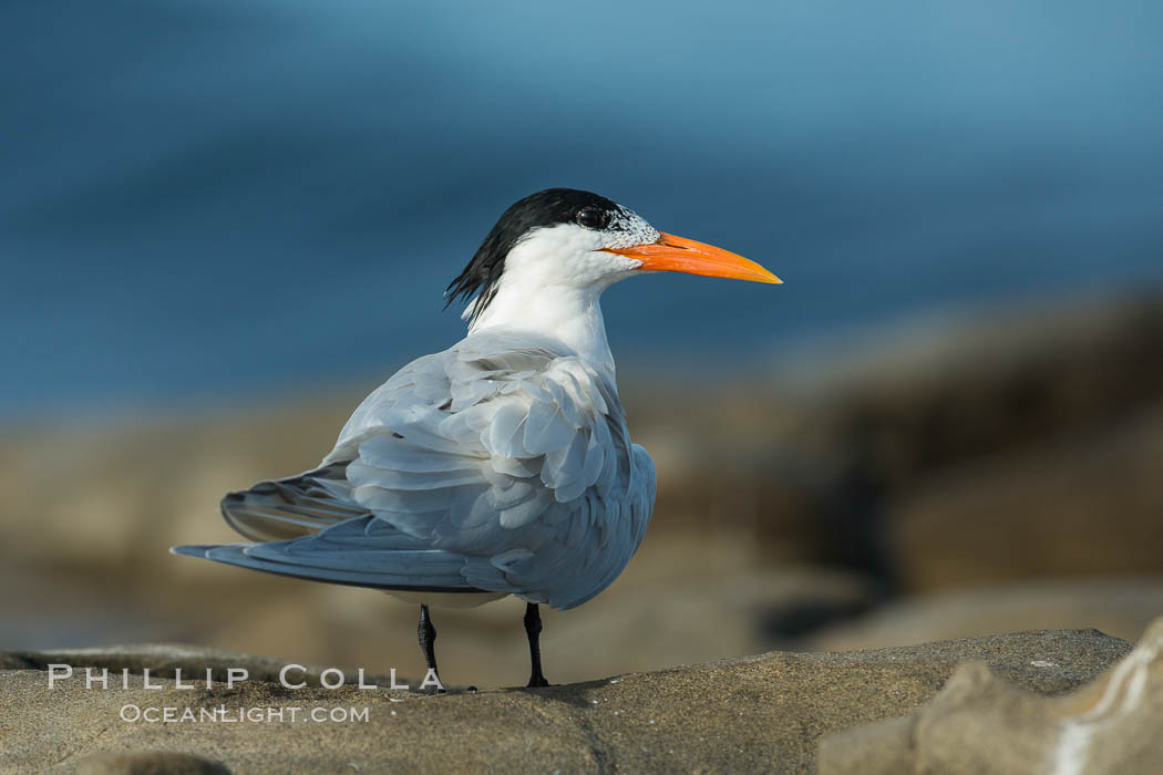 Royal Tern, La Jolla. California, USA, Sterna maxima, Thalasseus maximus, natural history stock photograph, photo id 30397