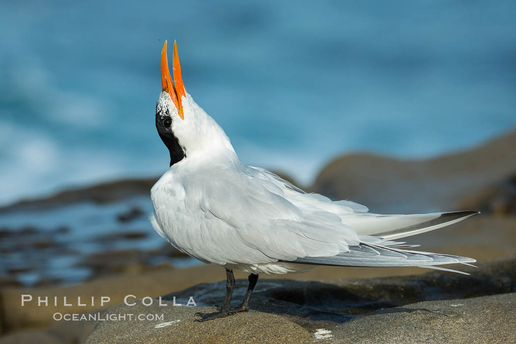 Royal Tern, La Jolla. California, USA, Sterna maxima, Thalasseus maximus, natural history stock photograph, photo id 30405