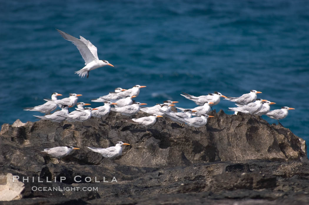 Royal terns, Great Isaac Island, Bahamas., Sterna maxima, natural history stock photograph, photo id 10819