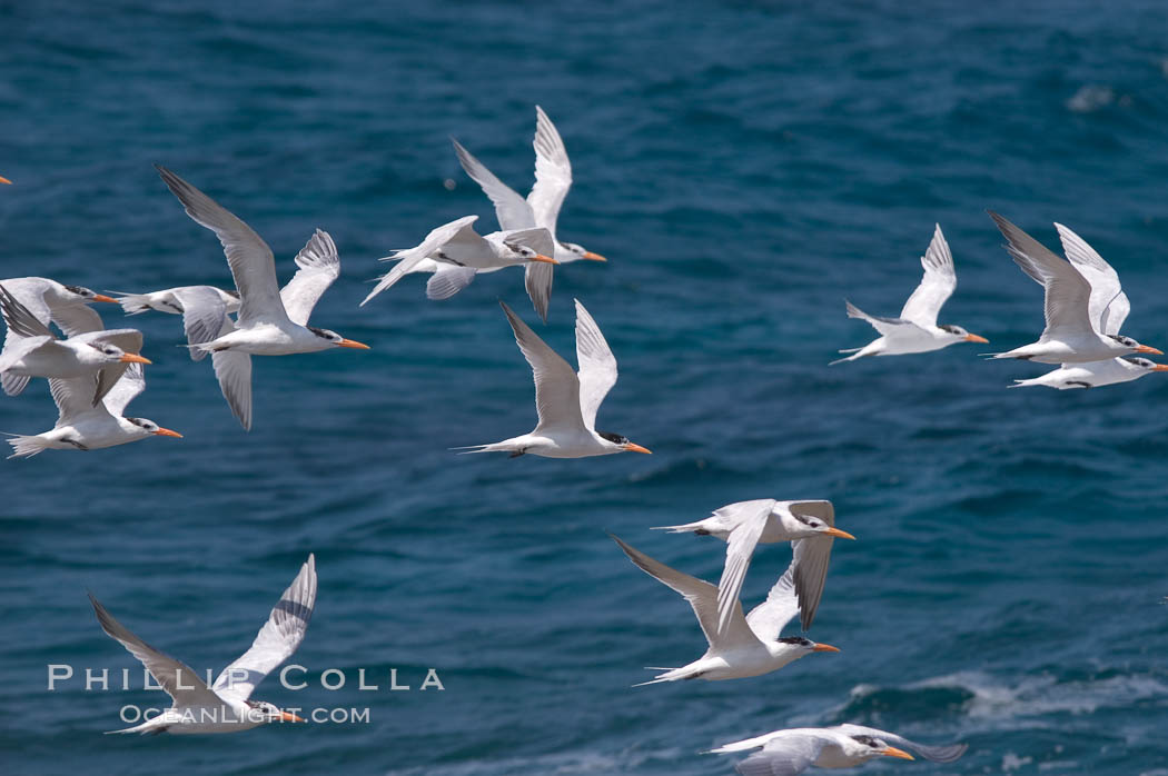 Royal terns. Great Isaac Island, Bahamas, Sterna maxima, Thalasseus maximus, natural history stock photograph, photo id 10825