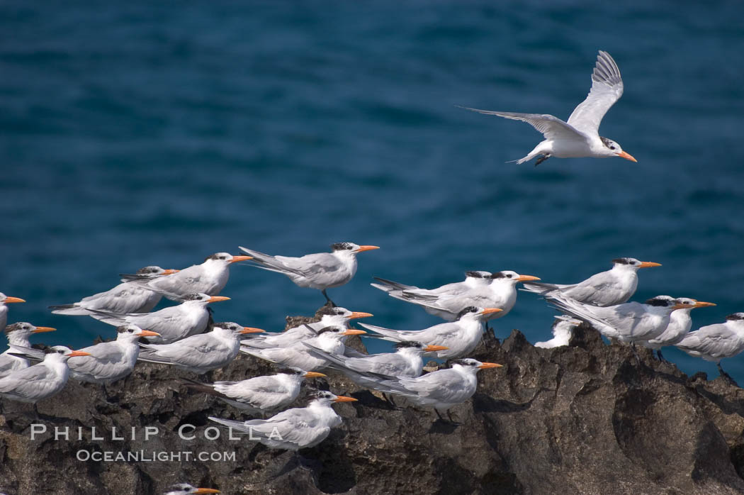 Royal terns. Great Isaac Island, Bahamas, Sterna maxima, natural history stock photograph, photo id 10820