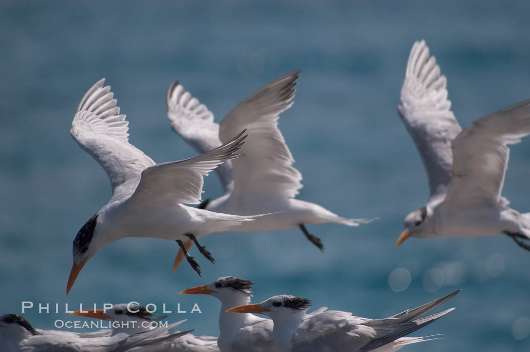 Royal terns. Great Isaac Island, Bahamas, Sterna maxima, Thalasseus maximus, natural history stock photograph, photo id 10823