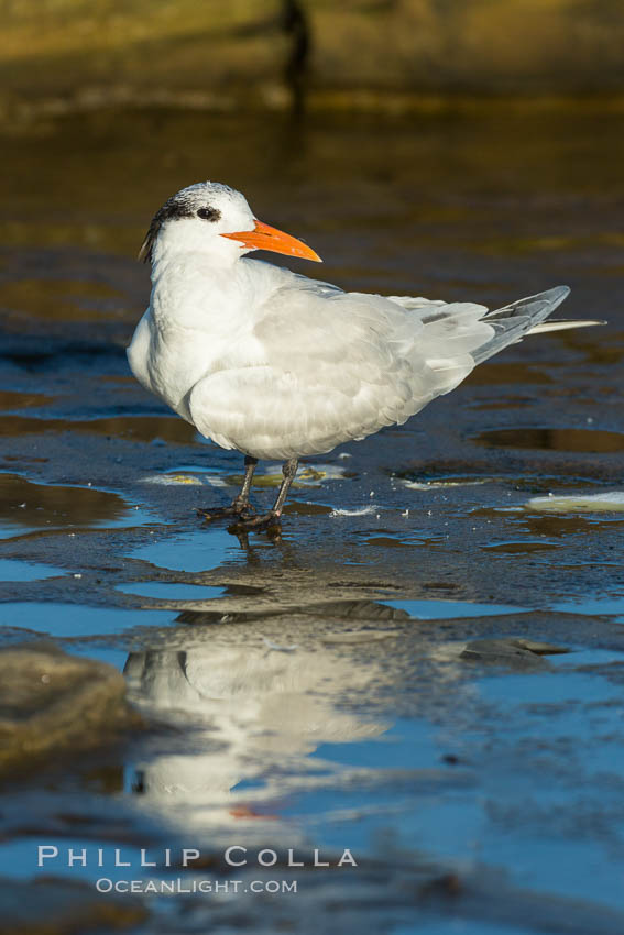 Royal tern, winter adult phase. La Jolla, California, USA, Sterna maxima, Thalasseus maximus, natural history stock photograph, photo id 30356