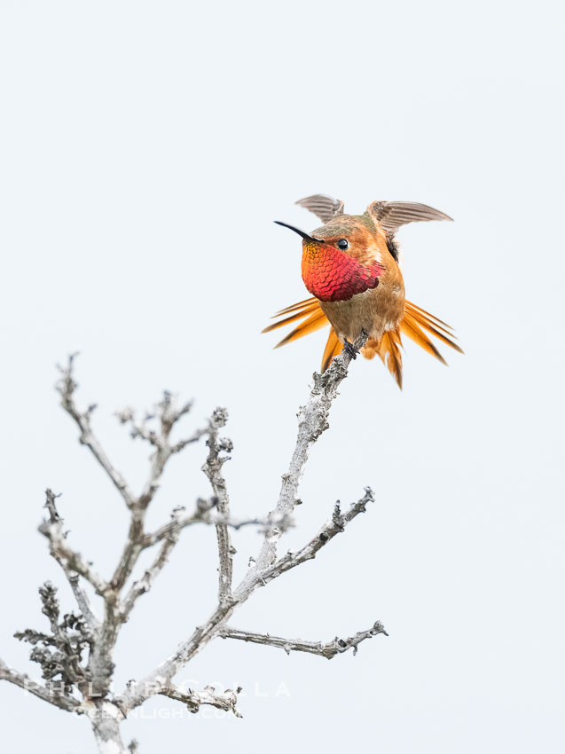 Rufous Hummingbird Brilliant Gorget Display While Perched, Coast Walk, La Jolla. California, USA, Selasphorus rufus, natural history stock photograph, photo id 40263
