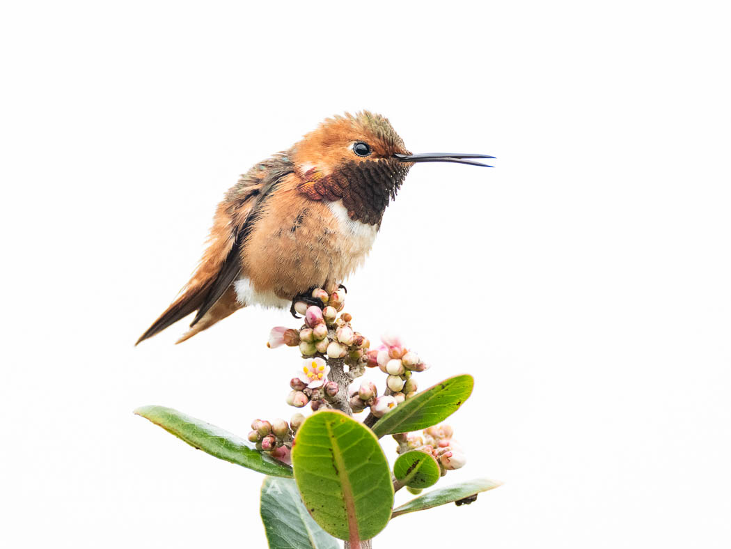 Rufous Hummingbird with Open Beak Perched on Branch, Coast Walk, La Jolla, Selasphorus rufus