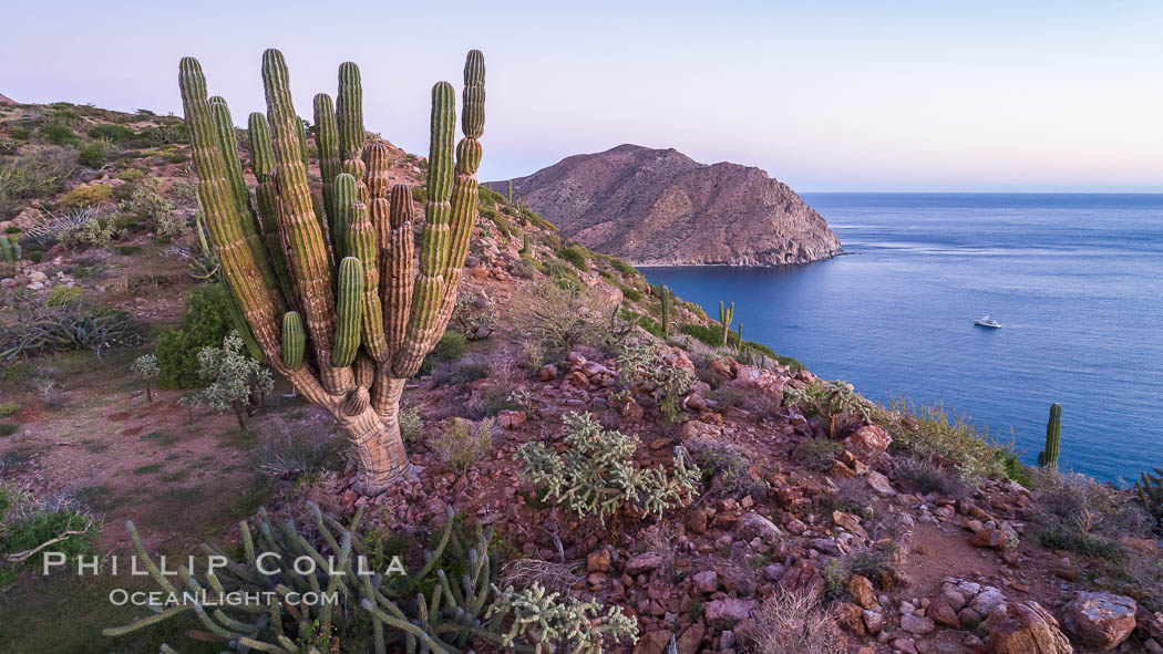 Rugged coastline on Isla Espiritu Santo, aerial view, Cardon Cactus, Sea of Cortez. Baja California, Mexico, natural history stock photograph, photo id 33819