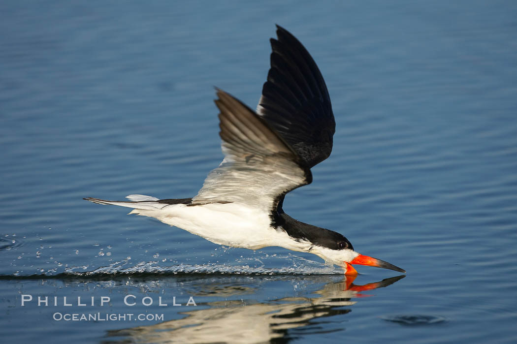 Black skimmer forages by flying over shallow water with its lower mandible dipping below the surface for small fish. San Diego Bay National Wildlife Refuge, California, USA, Rynchops niger, natural history stock photograph, photo id 17426