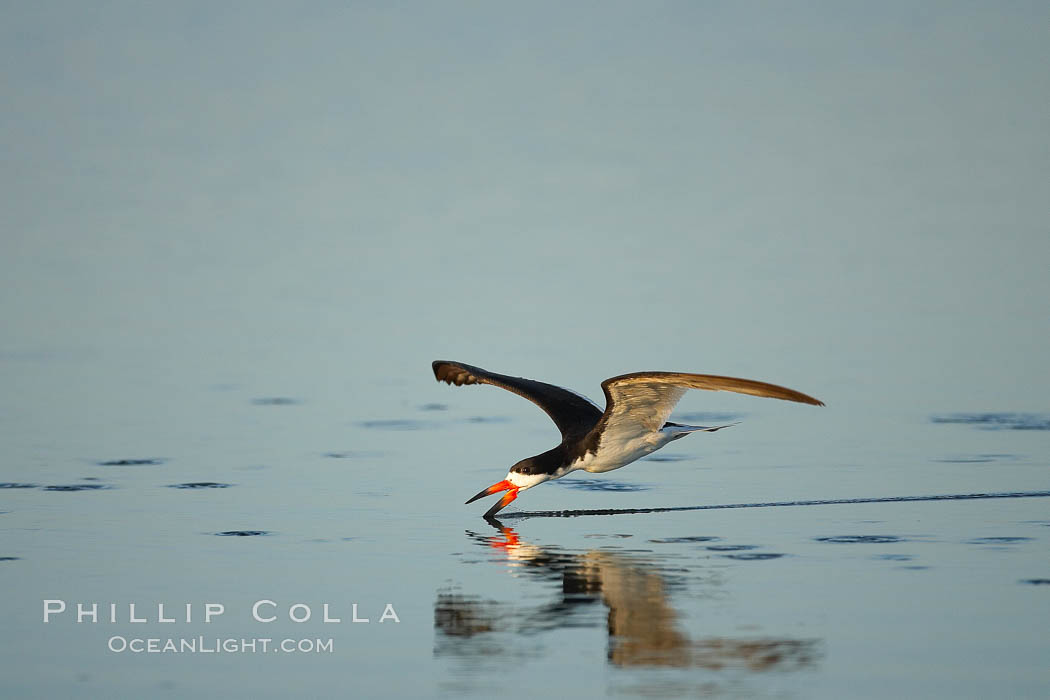 Black skimmer forages by flying over shallow water with its lower mandible dipping below the surface for small fish. San Diego Bay National Wildlife Refuge, California, USA, Rynchops niger, natural history stock photograph, photo id 17438
