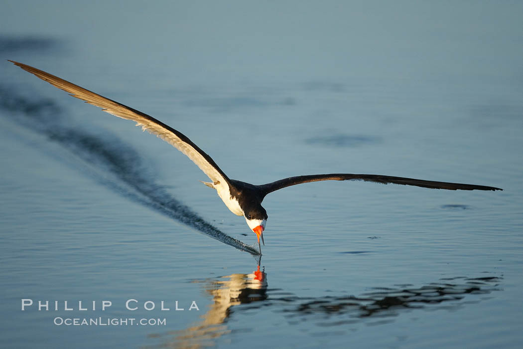 Black skimmer forages by flying over shallow water with its lower mandible dipping below the surface for small fish, Rynchops niger, San Diego Bay National Wildlife Refuge